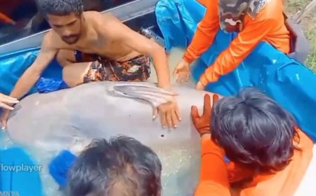 Lele Raksasa Seberat Sapi Kurban Tertangkap