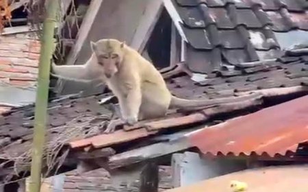 Penyebab Monyet Mendadak Berkeliaran di Bandung