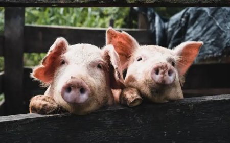 Kenapa Babi Haram Dimakan Muslim?