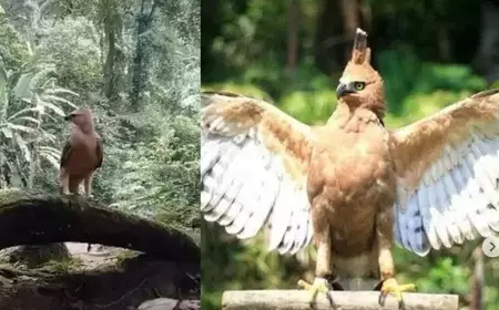 Viral, Benarkah Pendaki Temukan Burung Garuda di Hutan?