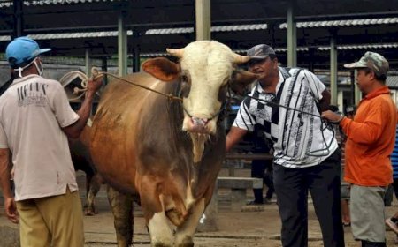 Tips Menabung agar Bisa Membeli Hewan Qurban