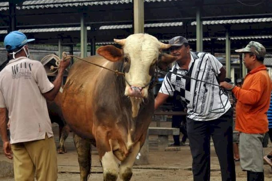 Tips Menabung agar Bisa Membeli Hewan Qurban