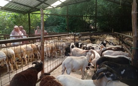 Ciri Hewan yang Dilarang untuk Kurban