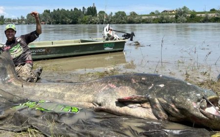 Ikan Lele Terbesar di Dunia Seberat Sapi