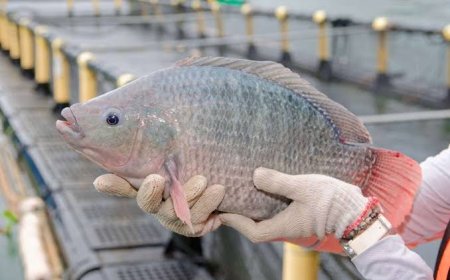 Tak Perlu Mahal, Ikan Lokal Ini Bisa Mengganti Salmon