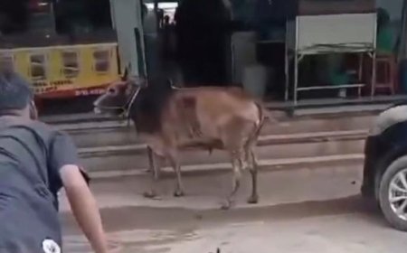 Sapi Kurban Kabur ke Warung Kopi