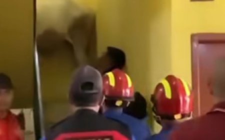 Viral Sapi Kurban Ngamuk di Kantor Desa