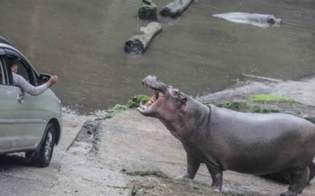 Pengunjung Beri Makan Sampah Kudanil Safari Bogor
