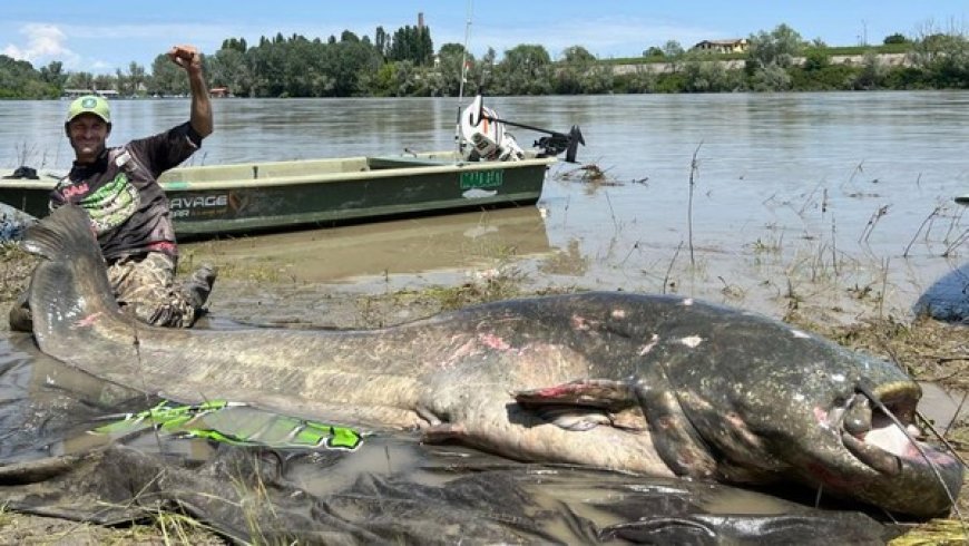 Ikan Lele Terbesar di Dunia Seberat Sapi