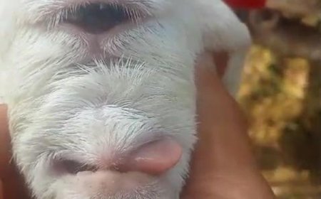 Domba Bermata Satu Muncul di Cianjur, Kelainan Genetik?