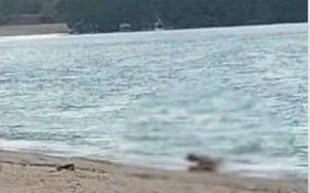 Beredar Video Bule Berhubungan Seks di Pantai Kuta Mandalika