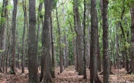 Destinasi Wisata Horor di Indonesia, Berani Coba?