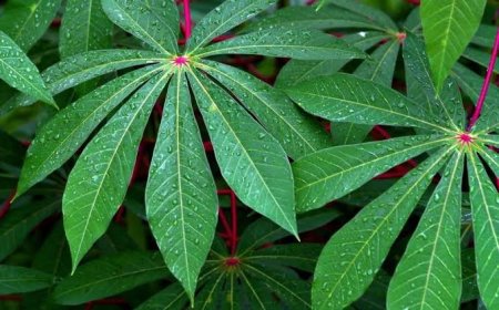 Kiamat Sudah Dekat, Tandanya Terlihat dari Daun?