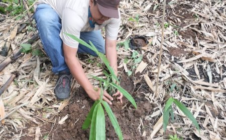 PLN Dukung Program Eco-Forestry di Desa Tegalmanggung Sumedang