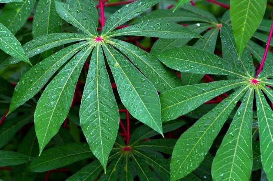 Kiamat Sudah Dekat, Tandanya Terlihat dari Daun?