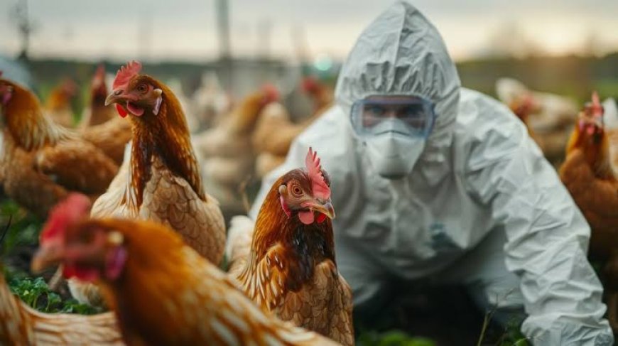 Cegah Penyebaran Flu Burung, Hentikan Peternakan Pabrik!