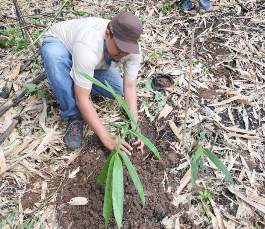 PLN Dukung Program Eco-Forestry di Desa Tegalmanggung Sumedang