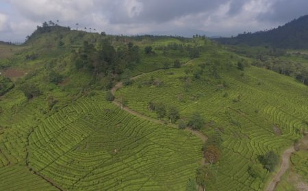PTPN I dan KLHK Tanam 2.500 Pohon di Puncak Bogor, Dukung Program Pelestarian Lingkungan