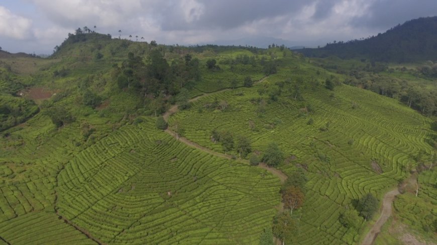 PTPN I dan KLHK Tanam 2.500 Pohon di Puncak Bogor, Dukung Program Pelestarian Lingkungan