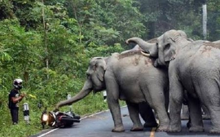 Enam Gajah Liar Bertamu ke Rumah Warga Saat Libur Lebaran