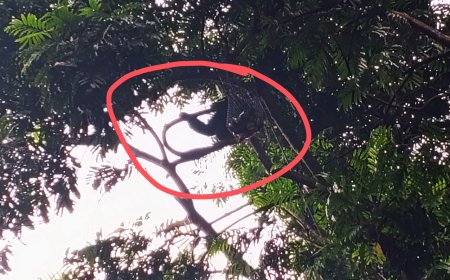 Siamang Stress, Tidak Mau Balik Ke Kandang Tidur