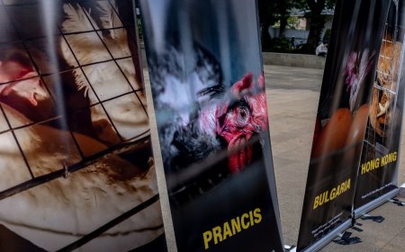 Dibalik Telur Sarapanmu, Pameran Ini Ungkap Fakta Mengejutkan Industri Peternakan Global