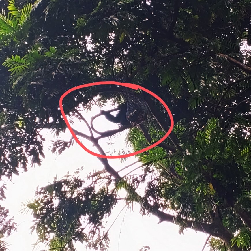 Siamang Stress, Tidak Mau Balik Ke Kandang Tidur