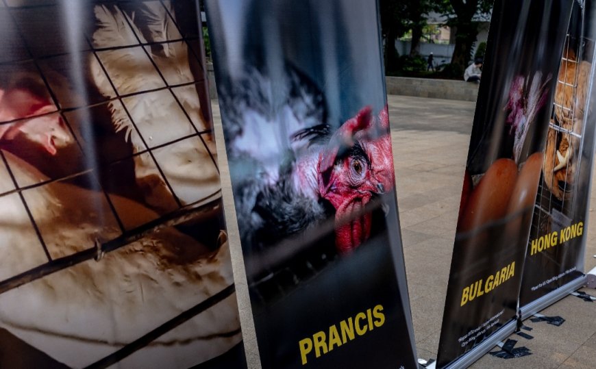 Dibalik Telur Sarapanmu, Pameran Ini Ungkap Fakta Mengejutkan Industri Peternakan Global