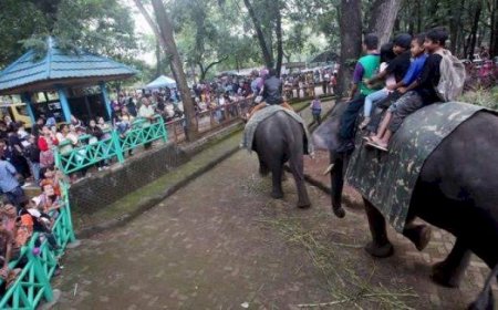 Bandung Zoo Kembali Dibuka 4 Juli 2025: Liburan Sekolah Makin Seru, Tiket Rp65 Ribu