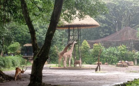 SPMD Soroti Kejanggalan Penitipan Aset Bandung Zoo