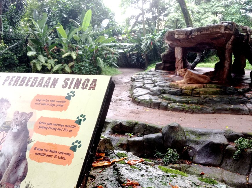 Bandung Zoo di Ambang Konflik, SPMD Siap Jadi Garda Terdepan Pembela Konservasi