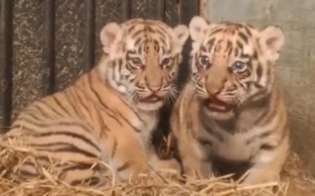 Dua Bayi Harimau Benggala Lahir di Bandung Zoo, Jadi Primadona Baru Pengunjung