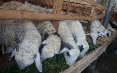 PLN Kembangkan Kampung Domba Cibuntu dengan Teknologi Listrik Modern