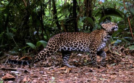 Heboh Isu Macan Lepas di Lembang Park Zoo, Bikin Panik Warga