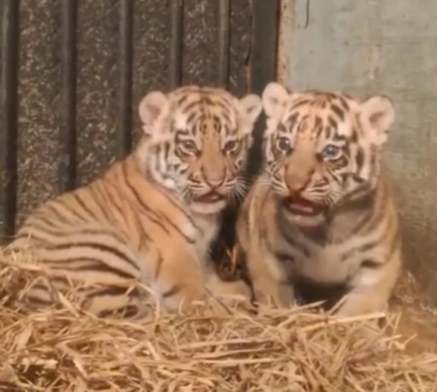 Dua Bayi Harimau Benggala Lahir di Bandung Zoo, Jadi Primadona Baru Pengunjung