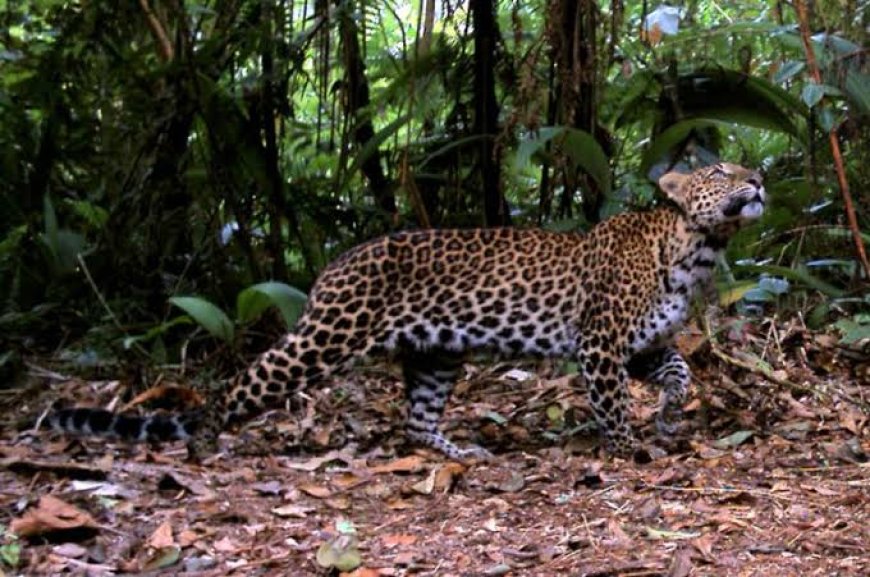 Heboh Isu Macan Lepas di Lembang Park Zoo, Bikin Panik Warga