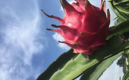 Cantik di Luar, Dahsyat di Dalam! Rahasia Buah Naga Merah yang Jarang Dibeberkan Dokter