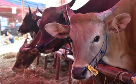 OJK Suntik Kredit Rp1 Triliun untuk Bangkitkan Peternak Sapi Perah