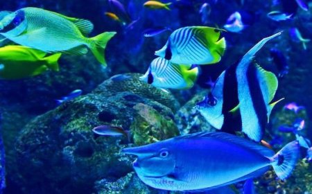 Selama Ini Kita Salah, Ikan Ternyata Hewan Paling Berisik di Lautan