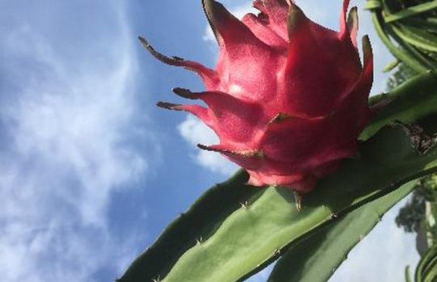 Cantik di Luar, Dahsyat di Dalam! Rahasia Buah Naga Merah yang Jarang Dibeberkan Dokter