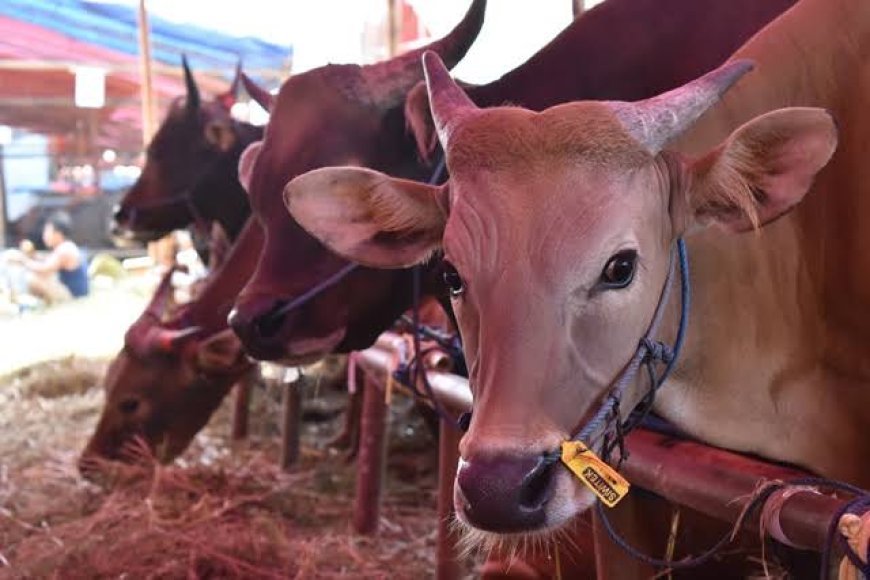OJK Suntik Kredit Rp1 Triliun untuk Bangkitkan Peternak Sapi Perah