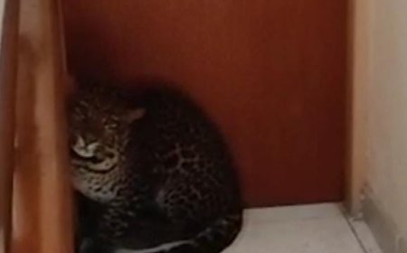 Kisah Petugas Damkar Jinakkan Macan Tutul di Tengah Kota Bandung