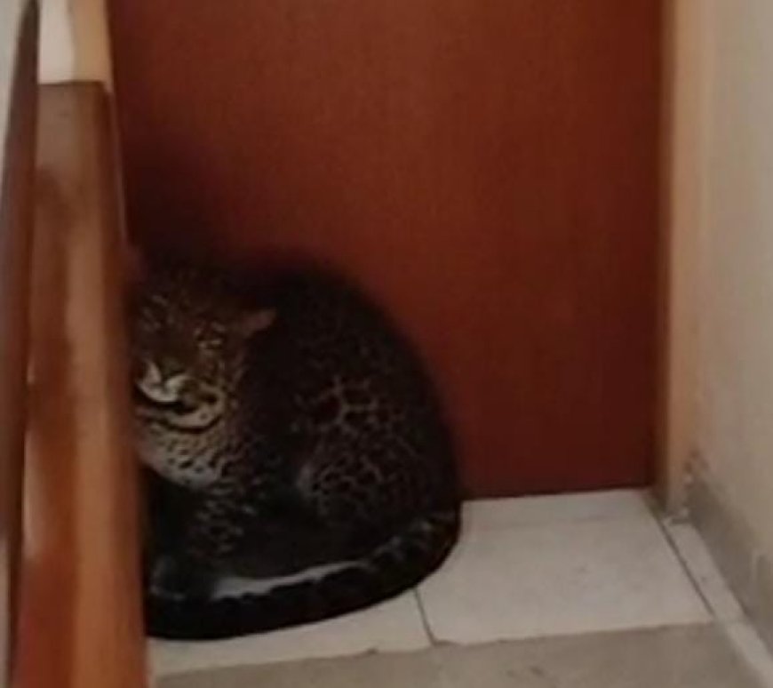 Kisah Petugas Damkar Jinakkan Macan Tutul di Tengah Kota Bandung