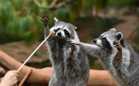 10 Hewan Paling Cerdas di Bumi, Kecerdasan Mereka Bikin Manusia Tercengang!