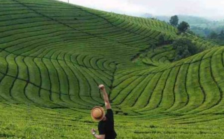 Perkebunan Teh Rancabali, Surga Hijau di Selatan Bandung yang Bikin Pikiran Auto Fresh