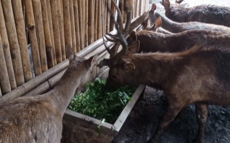 711 Satwa Bandung Zoo Terancam Kelaparan, Karyawan Ngamen Cari Pakan