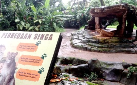 Bandung Zoo Bantah Isu Kemenhut Biayai Pakan Satwa, Tegaskan Masih Gunakan Dana Internal