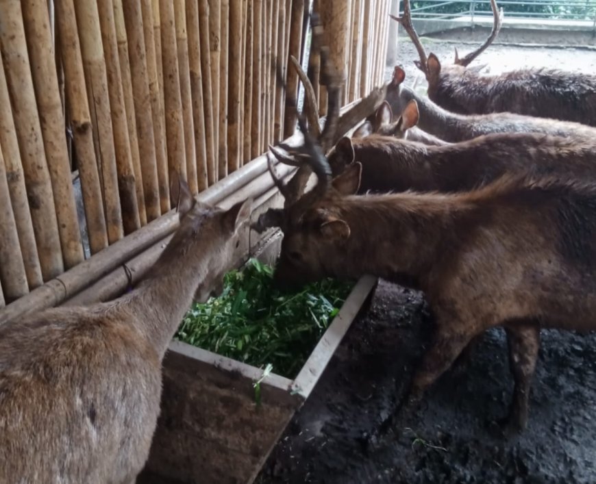 711 Satwa Bandung Zoo Terancam Kelaparan, Karyawan Ngamen Cari Pakan