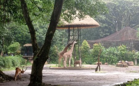 Janji Negara Tersendat di Kandang Satwa, Utang Pakan Kebun Binatang Bandung Bongkar Krisis Tata Kelola