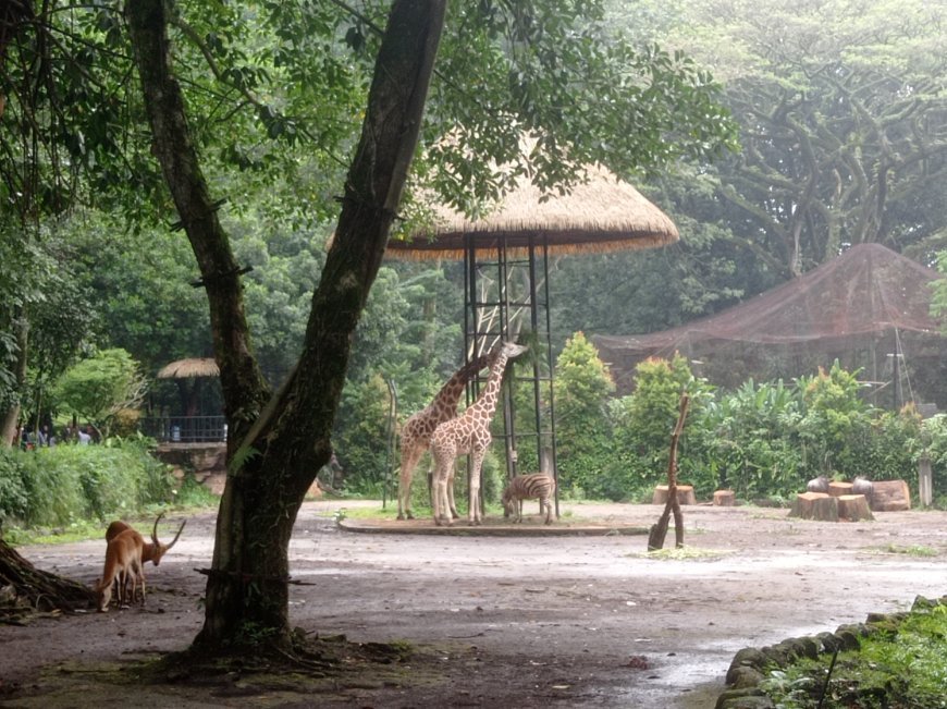 Janji Negara Tersendat di Kandang Satwa, Utang Pakan Kebun Binatang Bandung Bongkar Krisis Tata Kelola